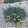 Scutellaria orientalis subsp. cretaceae - Scutellaire d'orient
