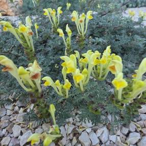 Scutellaria orientalis subsp. cretaceae - Scutellaire d'orient
