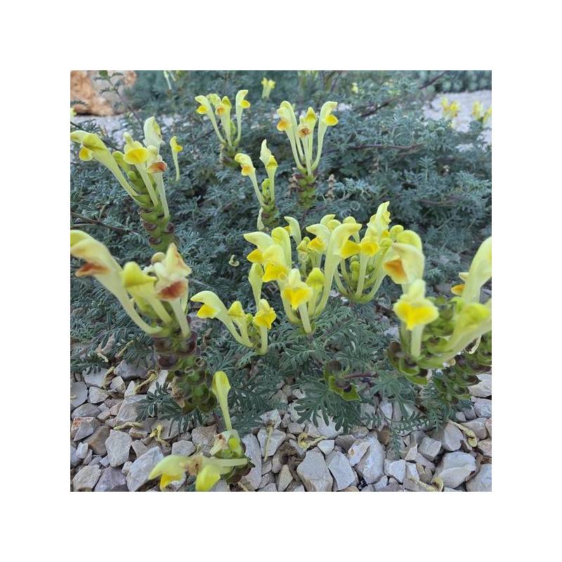 Scutellaria orientalis subsp. cretaceae - Scutellaire d'orient