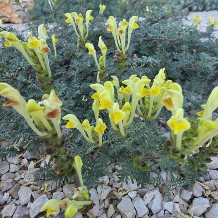 Scutellaria orientalis subsp. cretaceae - Scutellaire d'orient