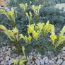 Scutellaria orientalis subsp. cretaceae - Scutellaire d'orient