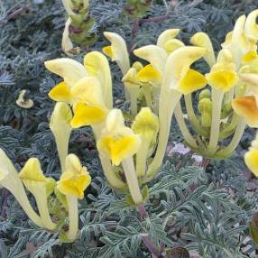 Scutellaria orientalis subsp. cretaceae - Scutellaire d'orient