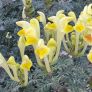 Scutellaria orientalis subsp. cretaceae - Scutellaire d'orient