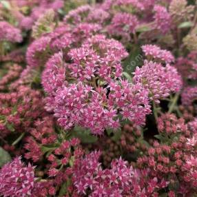 Hylotelephium 'Abbey Dore'