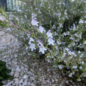 Satureja obovata - Sarriette fine