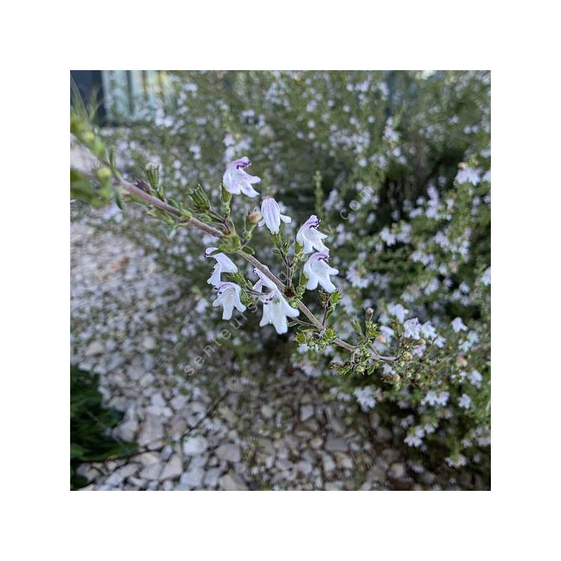 Satureja obovata - Sarriette fine