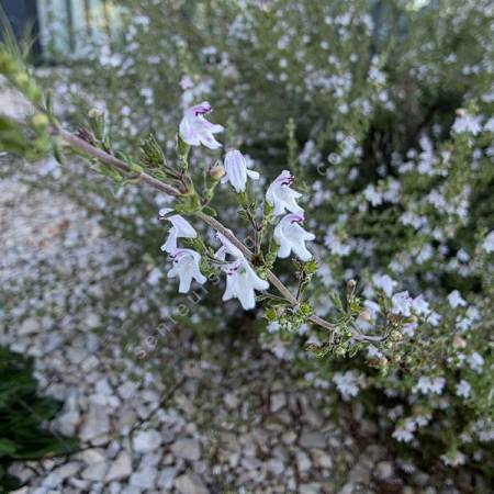 Satureja obovata - Sarriette fine