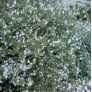 Satureja obovata - Sarriette fine