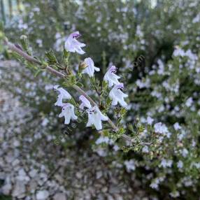 Satureja obovata - Sarriette fine