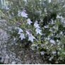 Satureja obovata - Sarriette fine