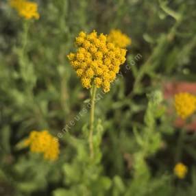 Achillea ageratum - Achillée à feuilles d'Agératum