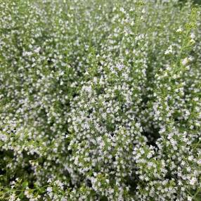 Calamintha nepeta - Calament