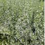 Calamintha nepeta - Calament