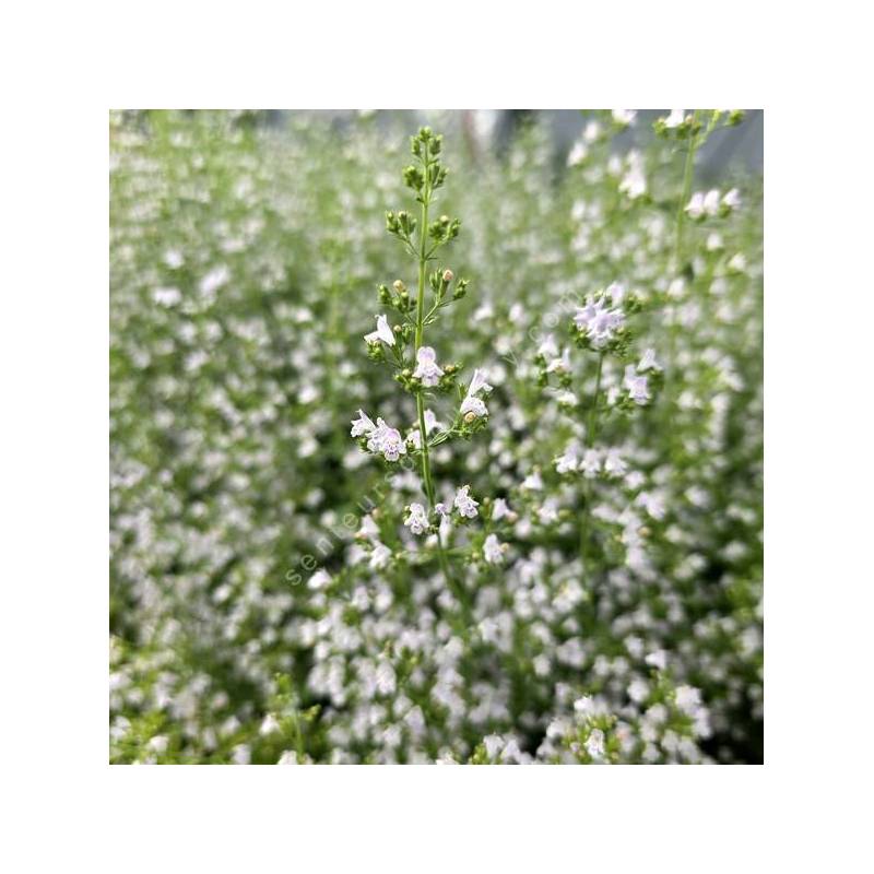 Calamintha nepeta - Calament