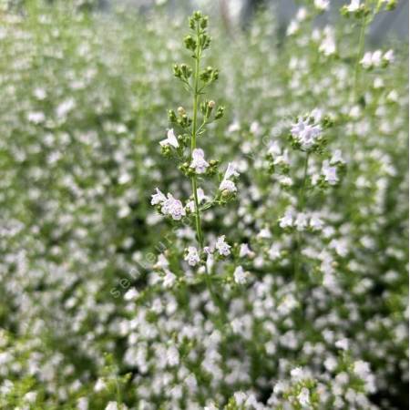 Calamintha nepeta - Calament