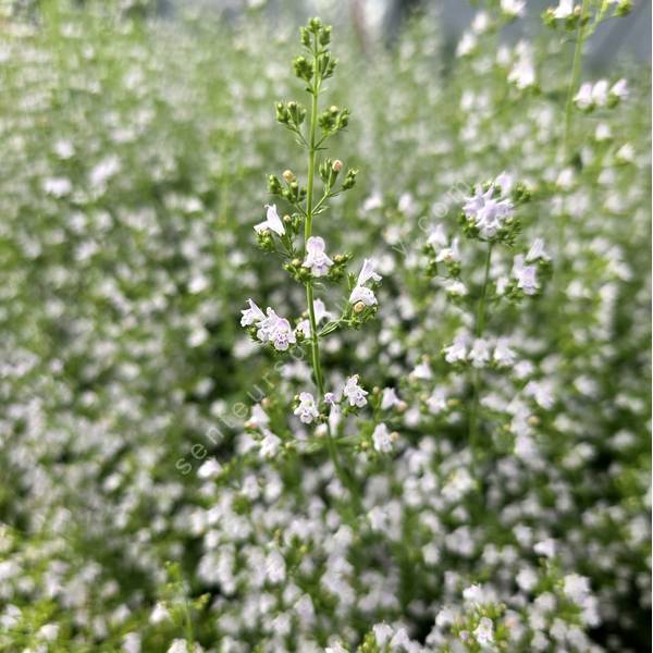 Calamintha nepeta - Calament