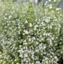 Calamintha nepeta - Calament