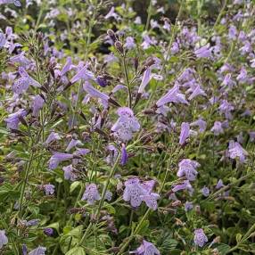 Calamintha nepeta 'Nuage Bleu' - Calament à fleurs bleues
