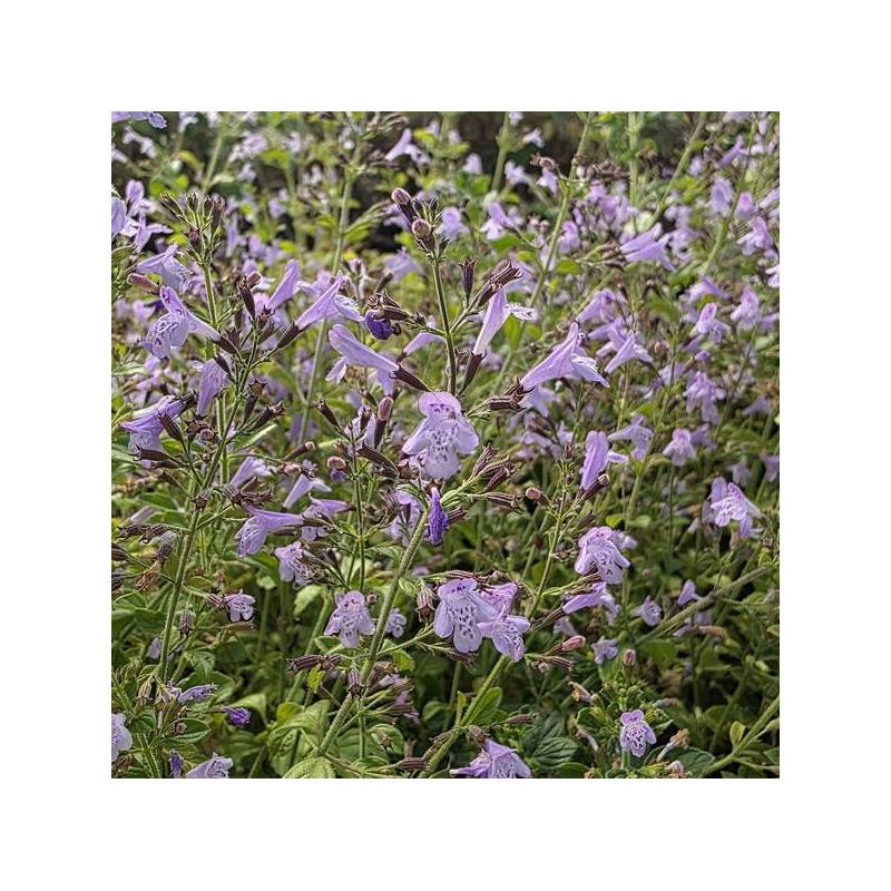 Calamintha nepeta 'Nuage Bleu' - Calament à fleurs bleues