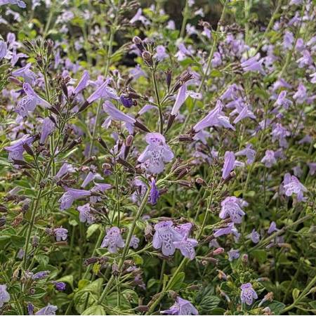 Calamintha nepeta 'Nuage Bleu' - Calament à fleurs bleues