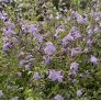 Calamintha nepeta 'Nuage Bleu' - Calament à fleurs bleues