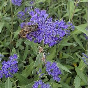 Caryopteris x clandonensis 'Dark Knight' - Barbe bleue