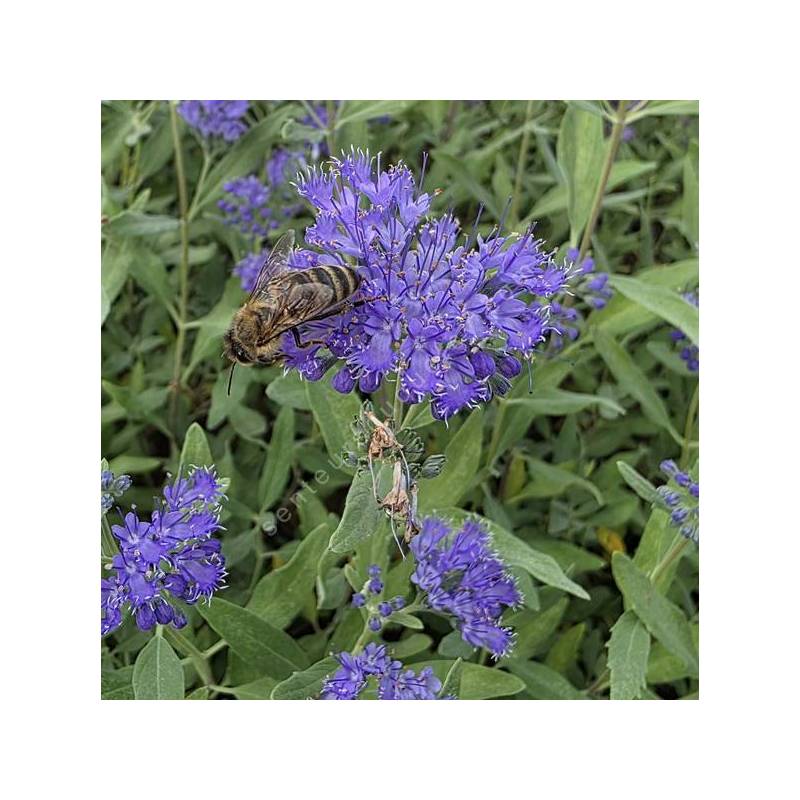 Caryopteris x clandonensis 'Dark Knight' - Barbe bleue