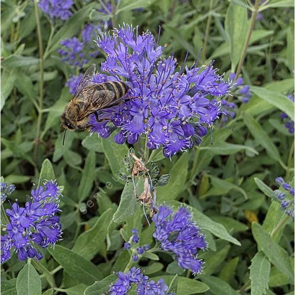 Caryopteris x clandonensis 'Dark Knight' - Barbe bleue