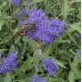 Caryopteris x clandonensis 'Dark Knight' - Barbe bleue