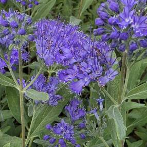 Caryopteris x clandonensis 'Dark Knight' - Barbe bleue