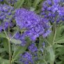 Caryopteris x clandonensis 'Dark Knight' - Barbe bleue