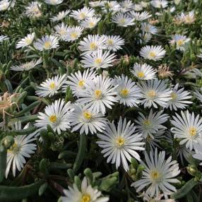 Delosperma karooicum 'Graaf Reinet' - Pourpier vivace blanc