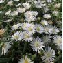 Delosperma karooicum 'Graaf Reinet' - Pourpier vivace blanc