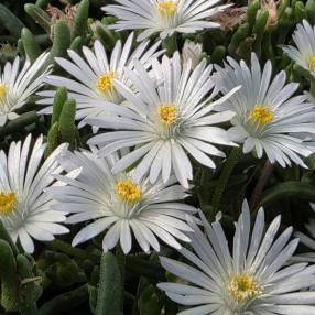 Delosperma karooicum 'Graaf Reinet' - Pourpier vivace blanc