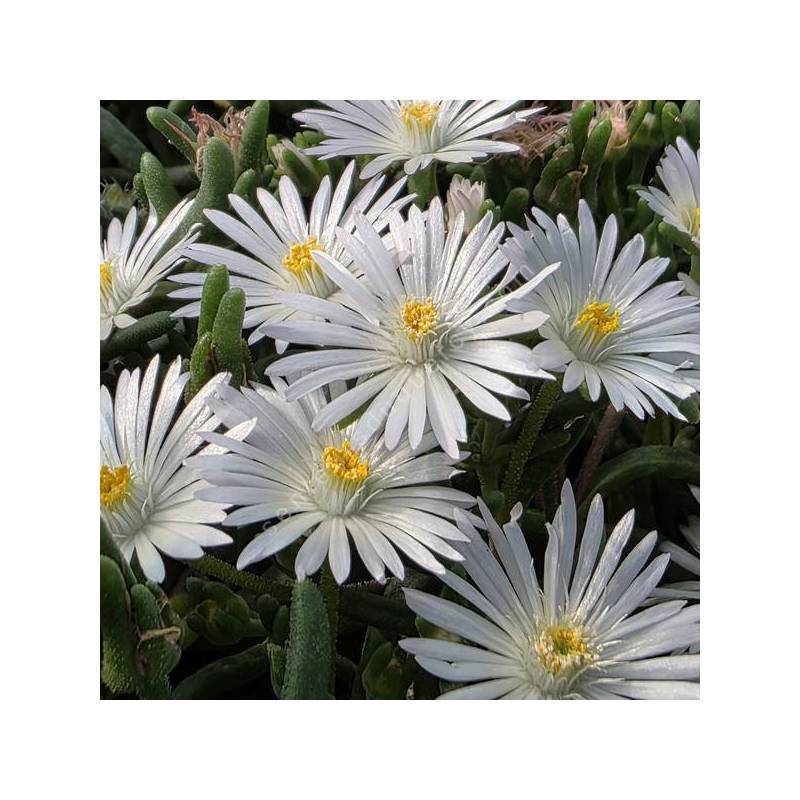 Delosperma karooicum 'Graaf Reinet' - Pourpier vivace blanc