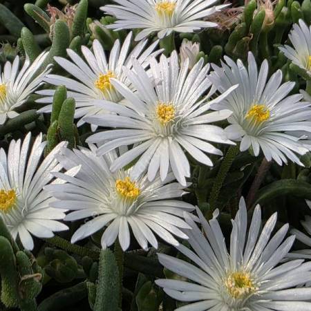 Delosperma karooicum 'Graaf Reinet' - Pourpier vivace blanc