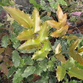 feuille de Mahonia à feuilles de houx