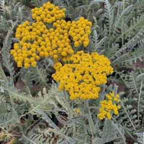Achillea 'Coronation Gold' - Détail des petits capitules jaune d’or réunis en corymbe