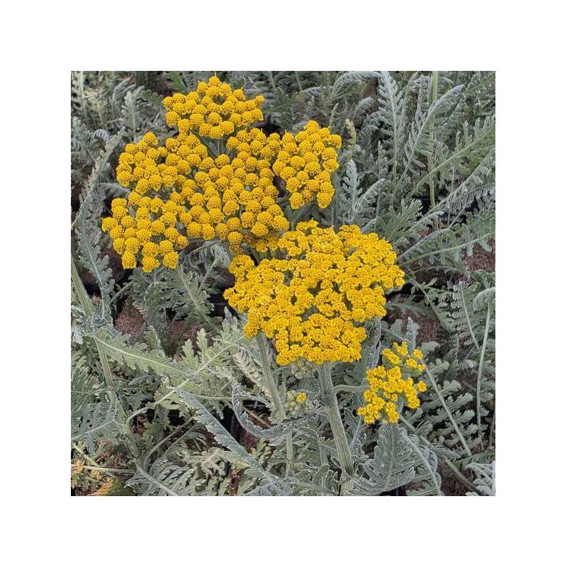 Achillea 'Coronation Gold' - Détail des petits capitules jaune d’or réunis en corymbe