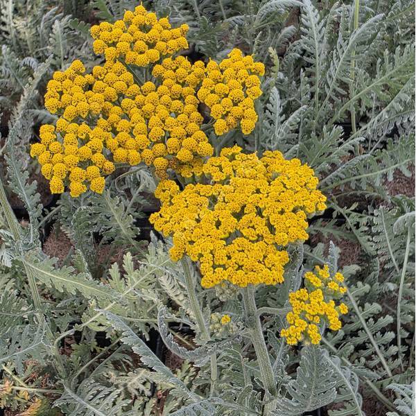 Achillea 'Coronation Gold' - Détail des petits capitules jaune d’or réunis en corymbe