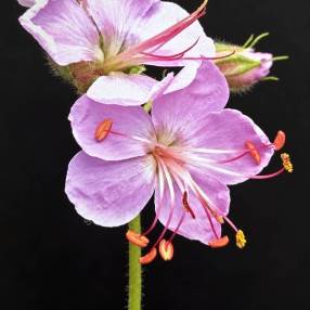 Geranium macrorrhizum 'Ingwersen's Variety' - Géranium à gros rhizome rose pâle