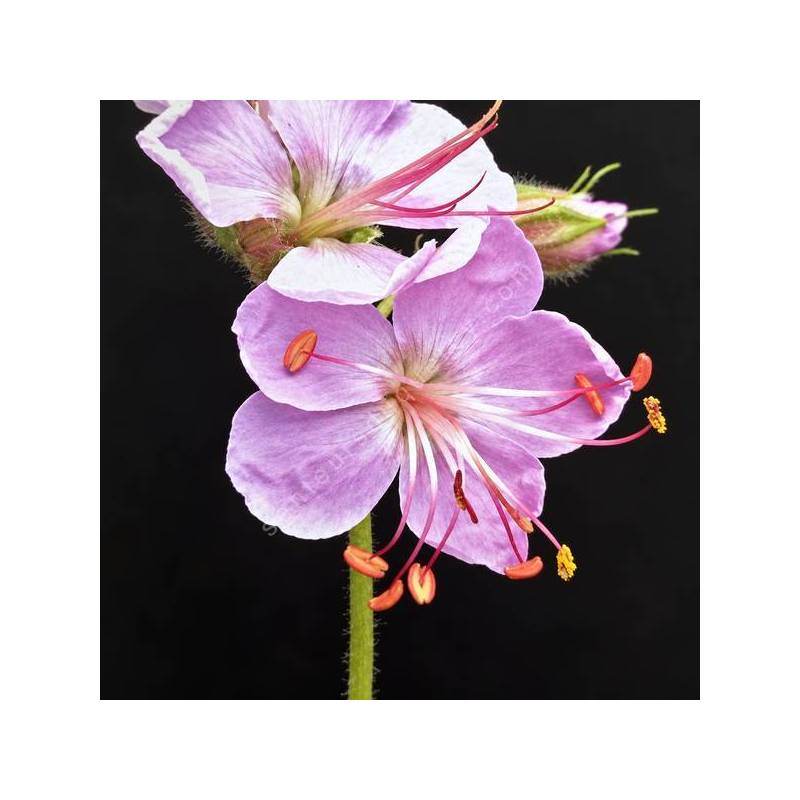 Geranium macrorrhizum 'Ingwersen's Variety' - Géranium à gros rhizome rose pâle