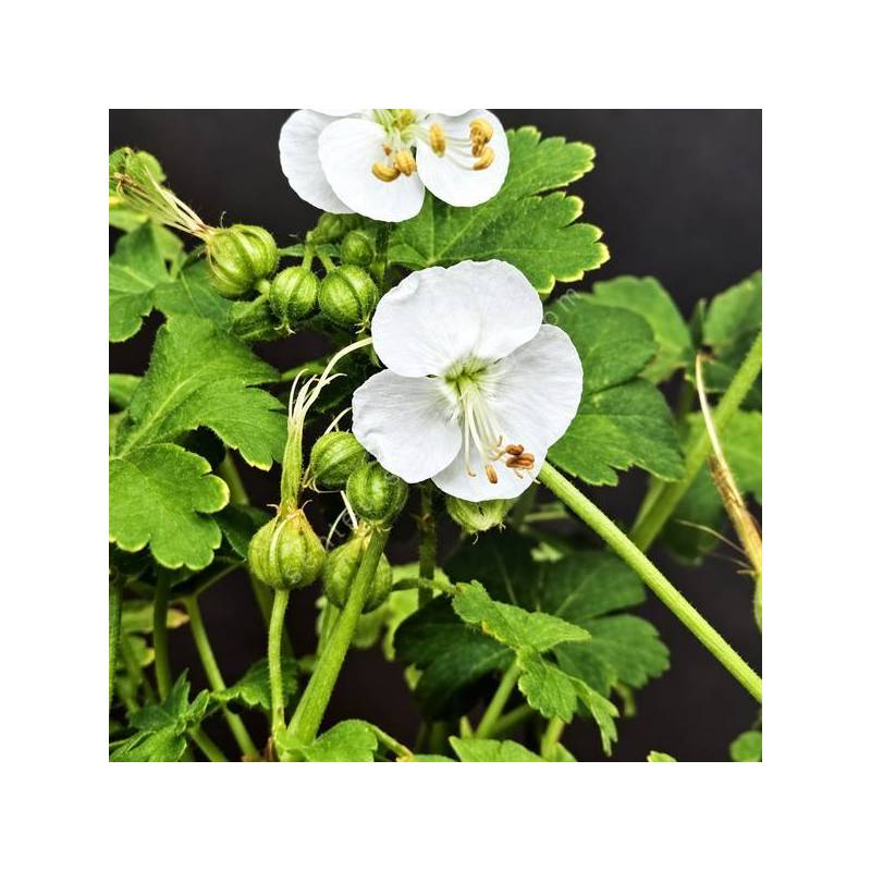 Geranium macrorrhizum 'White-Ness' - Géranium à gros rhizome blanc