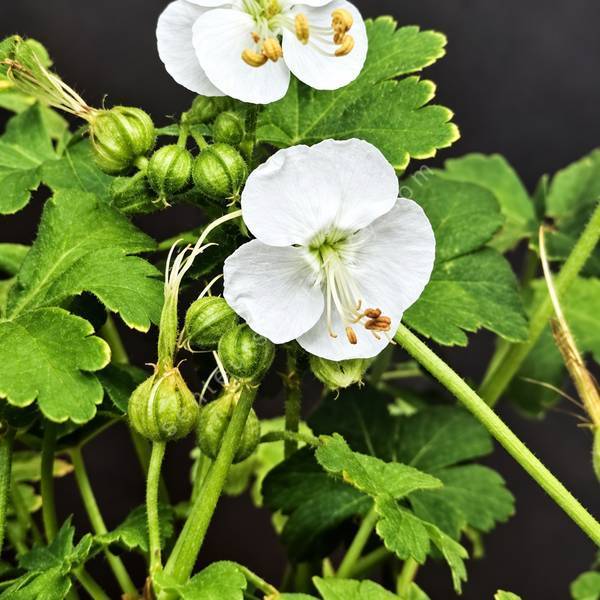Geranium macrorrhizum 'White-Ness' - Géranium à gros rhizome blanc