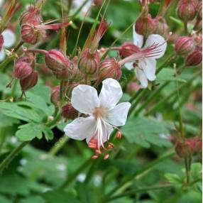Geranium macrorrhizum 'Spessart' - Géranium à gros rhizome
