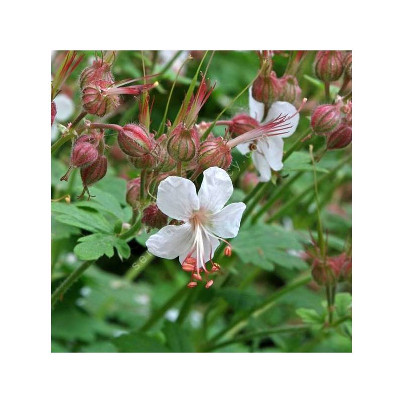 Geranium macrorrhizum 'Spessart' - Géranium à gros rhizome