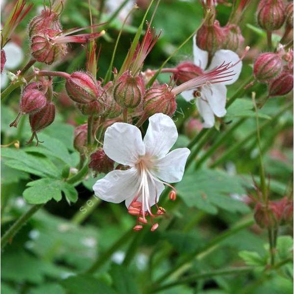 Geranium macrorrhizum 'Spessart' - Géranium à gros rhizome