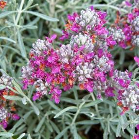 Teucrium cossonii - Germandrée de Cosson