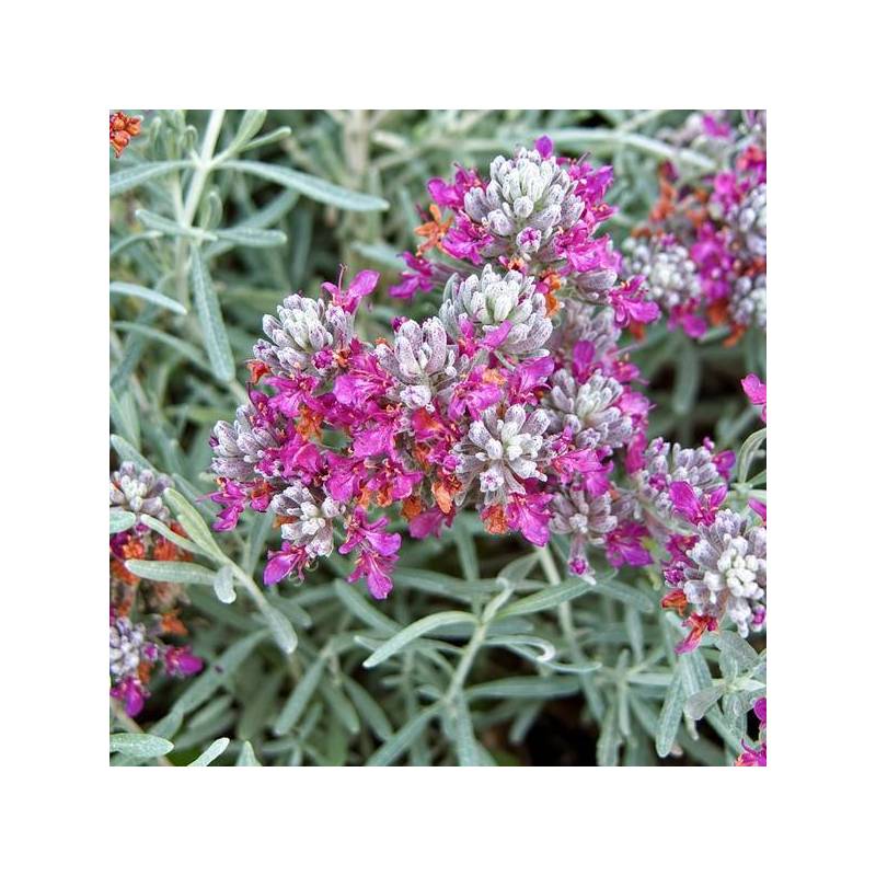 Teucrium cossonii - Germandrée de Cosson