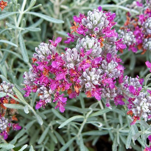 Teucrium cossonii - Germandrée de Cosson